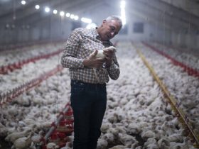 Tavuk çiftliği nasıl kurulur?